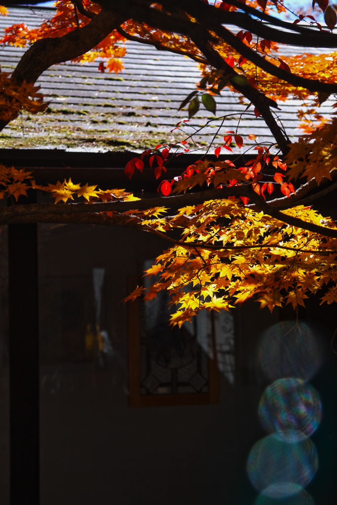 Yatsugadake club at 12:37 Nov,3 2025