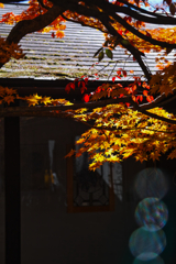 Yatsugadake club at 12:37 Nov,3 2025