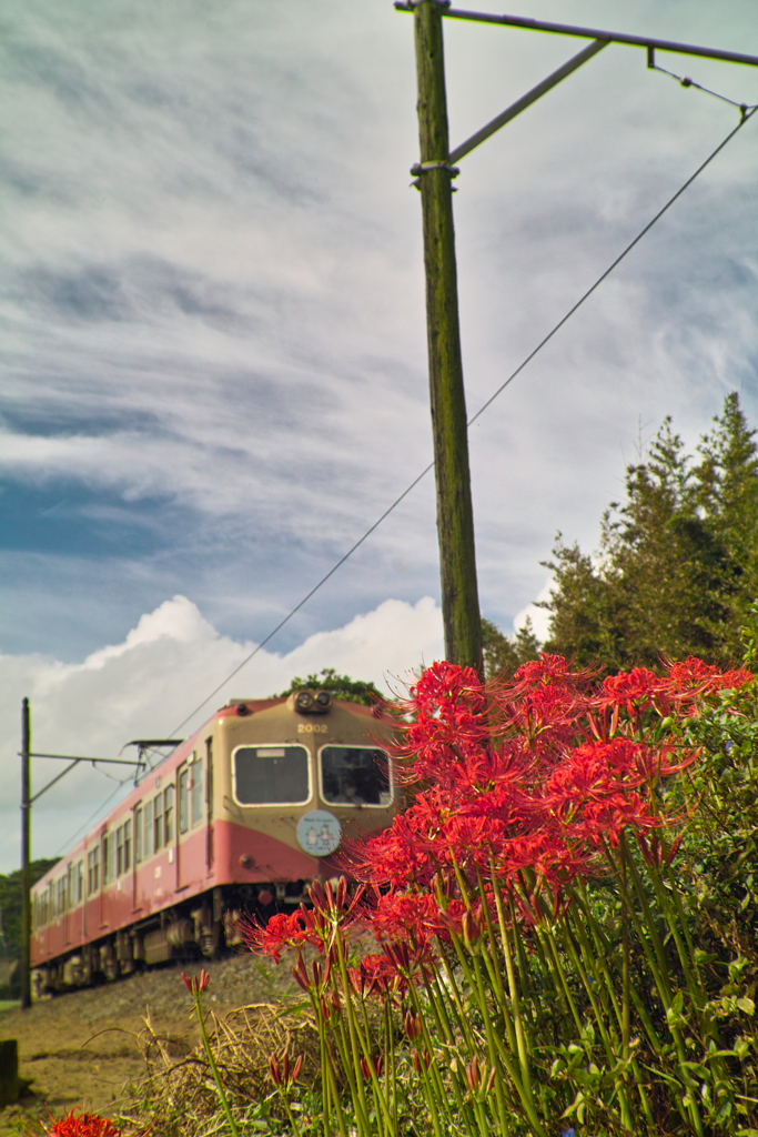 cluster amarillis with chioushi line