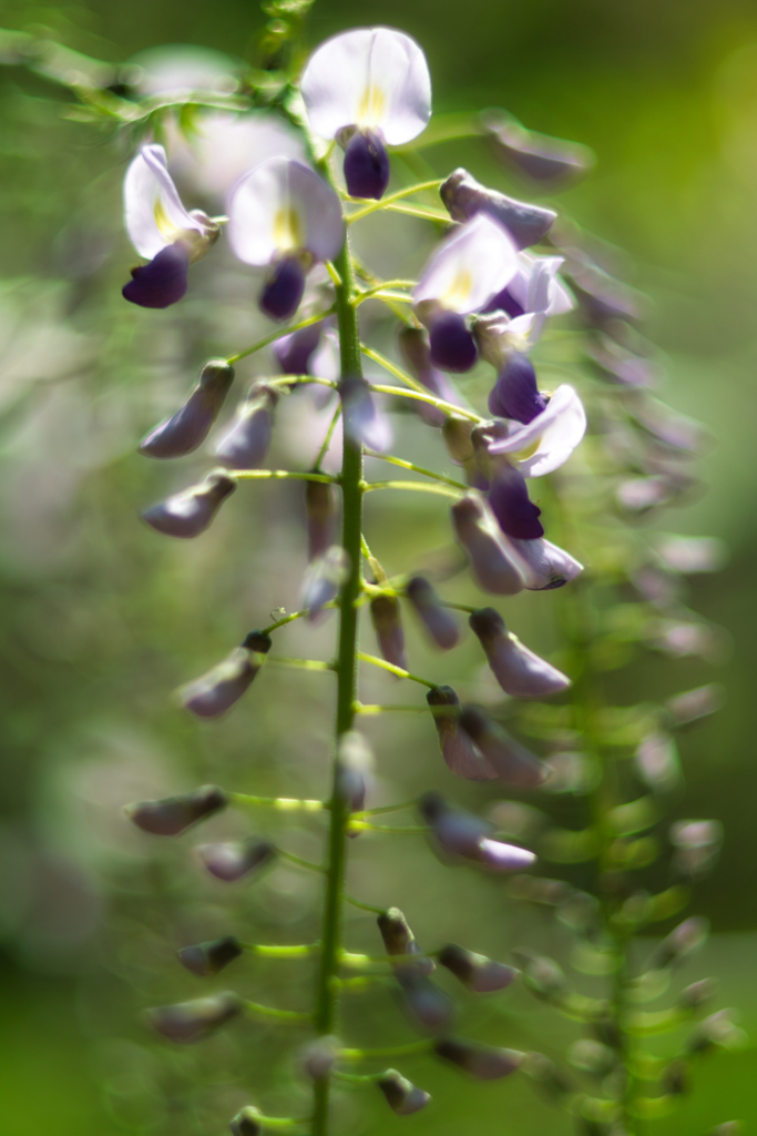 wisteria in sousa city 2-02