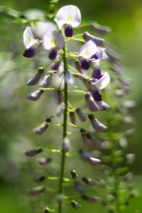 wisteria in sousa city 2-02