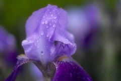 purple iris with water drop
