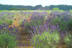 lavender land at sakura city
