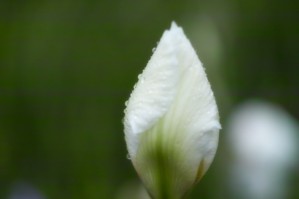 white iris with water drop