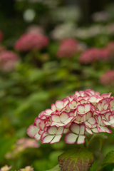 hydrangea house