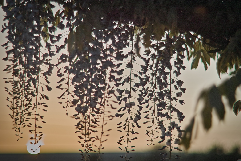 wisteria at sunrise
