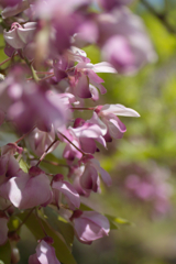 wisteria in sousa city 06