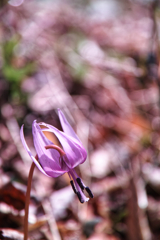 Mt.Tsukuba at 9:48 Apr,12 2025