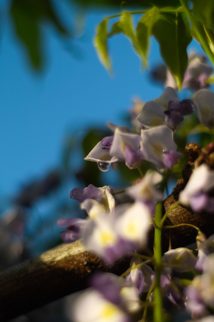 wisteria with water drop