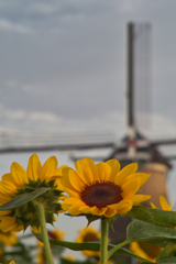 sun flower at 5:14 18,Jul 2022(pentacon 