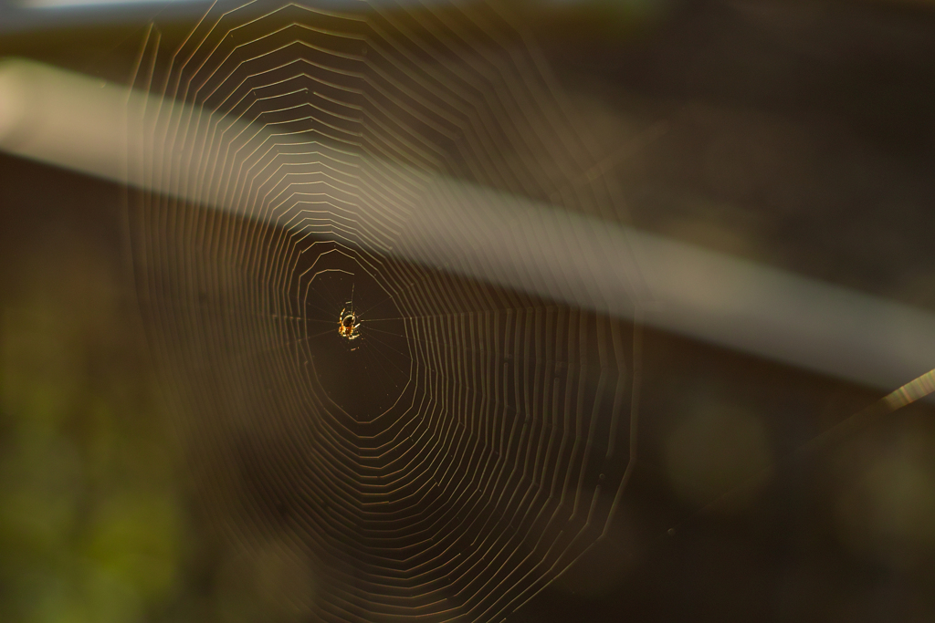spiderweb