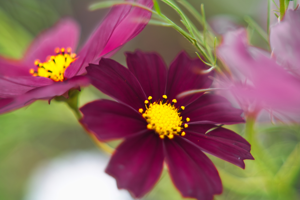 macro cosmos