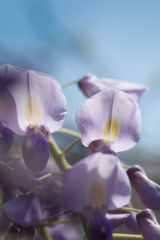 wisteria in sousa city 01