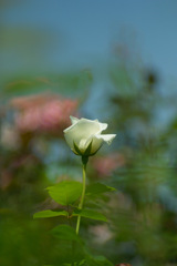 white rose 28,May