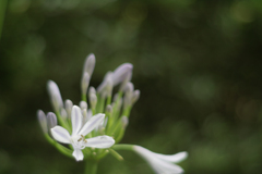 flower at 23,Jun 2022