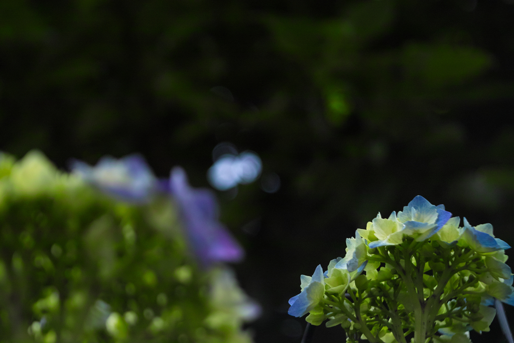 bonus with hydrangea