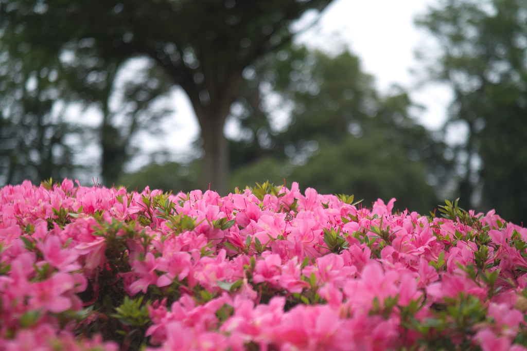 azalea at park