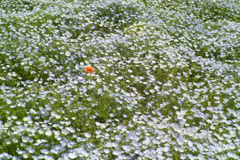 nemohpila hill at hitachi seaside park