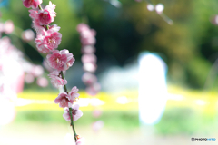 plum blossam at sakata castle remain2