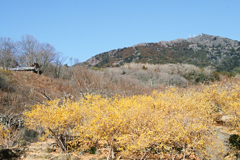 wintersweet in mt.tsukuba at 13:40-2 Jan