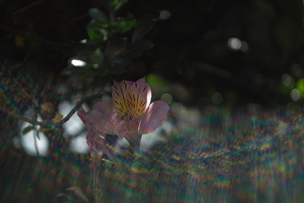 alstroemeria with halation and tama boke