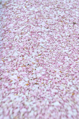 cherry blossom petals　さくらの花びら