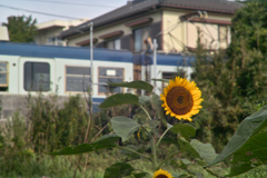 sunflower & kimigahama station