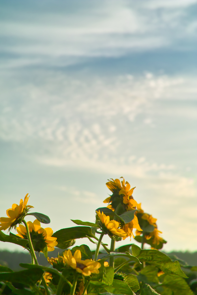 sun flower at 5:18 18,Jul 2022(pentacon 