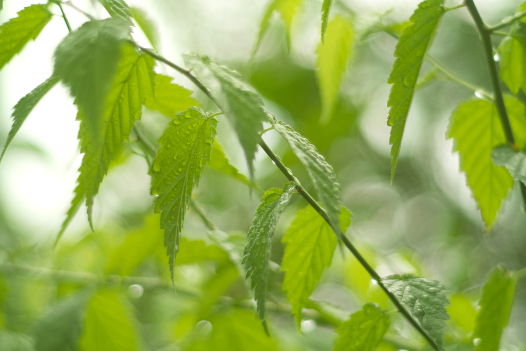 leaves after the rain