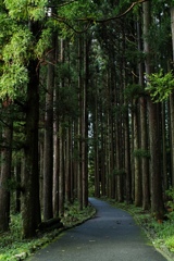 walkroad at tanuki lake