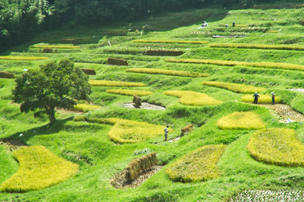 paddy field of ooyama