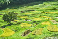 paddy field of ooyama