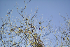 waxwing at 15:13 Feb,28 2026 in mt.tsuku