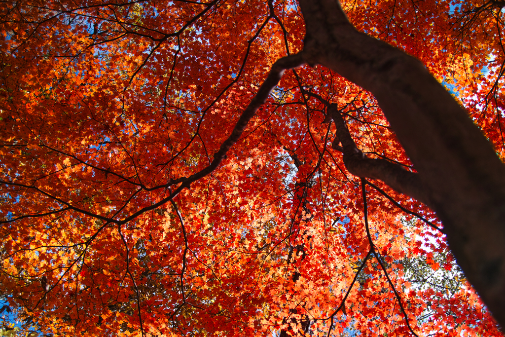 Yatsugadake club at 12:44 Nov,3 2025