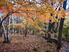 okkototei at 12:54 Nov,3 2025(GRD)