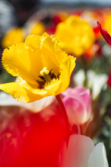 tulip festa at 11:16 Apr,14 2025 in saku