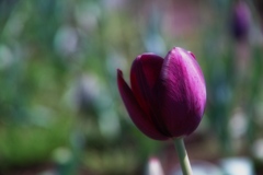 tulip festa at 10:34 Apr,14 2025 in saku