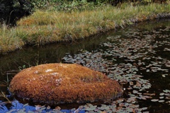 48 ponds3 at shiga