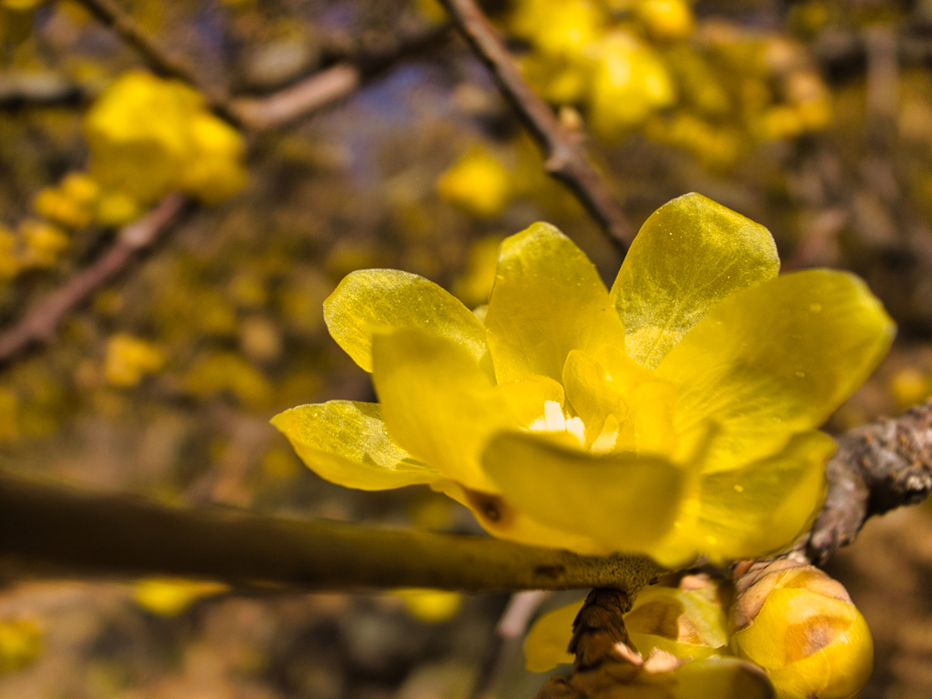 mt.tsukuba at 10:00 Dec,31 2025