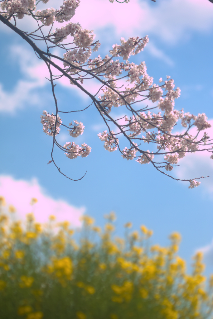 cherry blussam