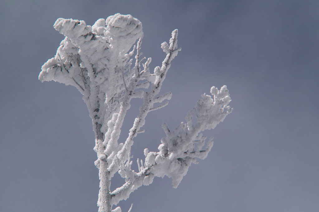 rime on trees