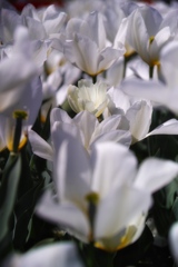 tulip festa at 10:42 Apr,14 2025 in saku