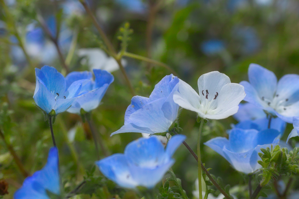 ひたちなか海浜公園