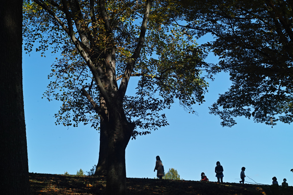 playing field at ibaraki flower park