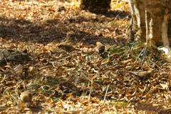 aisian rosy finch at 10:04-2 Feb,8 2025 