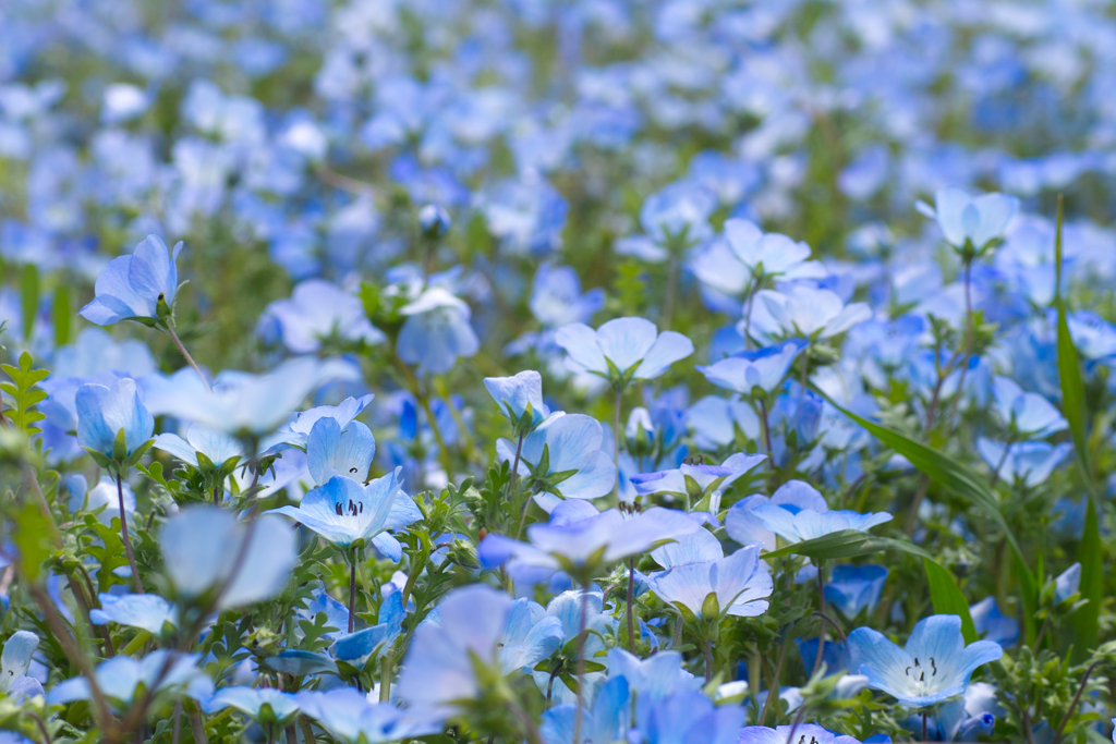 ひたちなか海浜公園