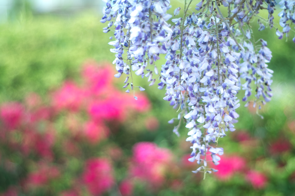 wisteria