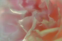 rose in macro world