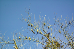 waxwing at 15:15 Feb,28 2026 in mt.tsuku