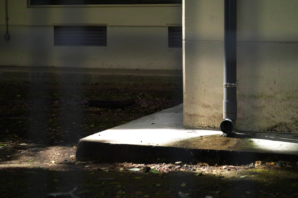 bonus2 with hydrangea